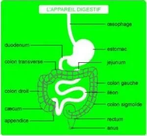 Anticorps maladie de crohn Anticorps maladie de crohn