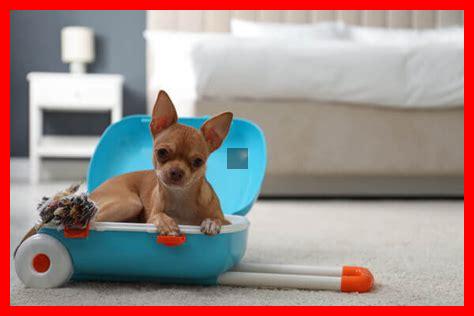 Comment trouver des hébergements acceptant les animaux sur Booking Comment trouver des hébergements acceptant les animaux sur Booking