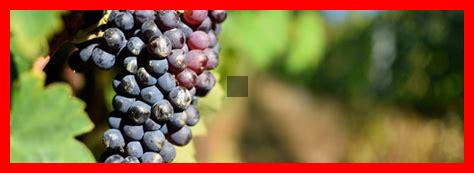 Pourquoi investir dans des bouteilles de Sangiovese Pourquoi investir dans des bouteilles de Sangiovese
