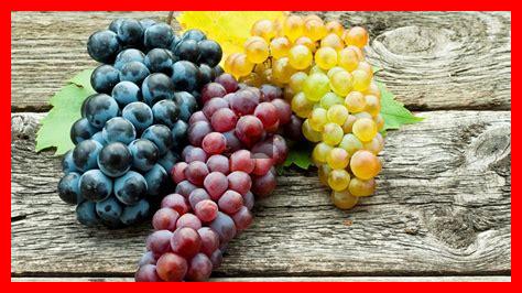 Quel type de raisin est utilisé pour produire le Verdicchio Quel type de raisin est utilisé pour produire le Verdicchio