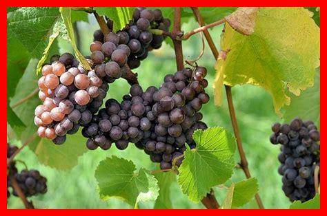 Quels cépages composent les vins de Valpolicella ? Quels cépages composent les vins de Valpolicella ?