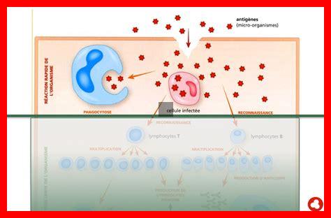Comment la Prednisone influence-t-elle le système immunitaire Comment la Prednisone influence-t-elle le système immunitaire