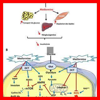 Comment la metformine affecte-t-elle le métabolisme du glucose Comment la metformine affecte-t-elle le métabolisme du glucose