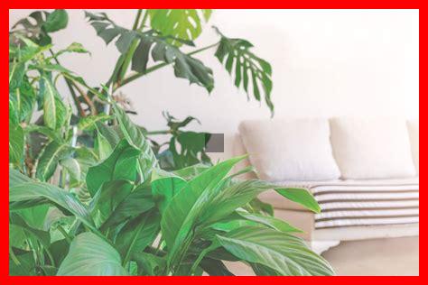 Comment les tendances des plantes d’intérieur évoluent-elles Comment les tendances des plantes d’intérieur évoluent-elles