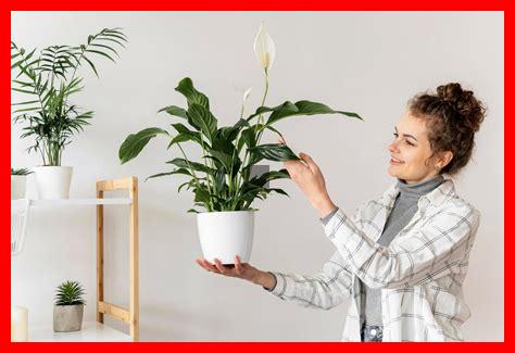 Les plantes d’intérieur peuvent-elles améliorer votre productivité Les plantes d’intérieur peuvent-elles améliorer votre productivité
