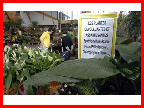 Les plantes vertes sont-elles essentielles pour purifier l’air de notre maison Les plantes vertes sont-elles essentielles pour purifier l'air de notre maison