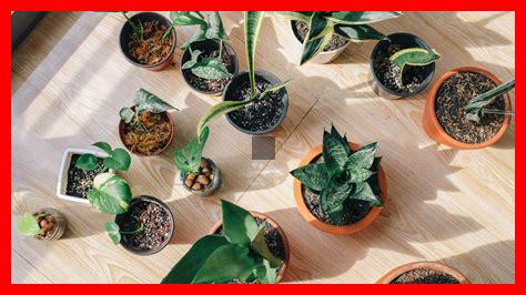 Les tendances de pots pour plantes d’intérieur à ne pas rater Les tendances de pots pour plantes d’intérieur à ne pas rater