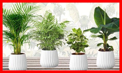 Les tendances écologiques dans le choix des plantes d’intérieur Les tendances écologiques dans le choix des plantes d’intérieur