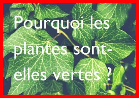 Pourquoi les plantes vertes sont-elles un symbole de durabilité Pourquoi les plantes vertes sont-elles un symbole de durabilité
