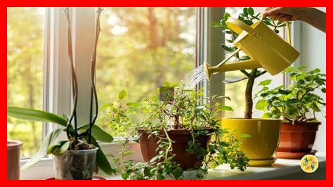 Quelles erreurs éviter lors du choix de plantes d’intérieur tendance Quelles erreurs éviter lors du choix de plantes d’intérieur tendance